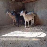 فروش ۴راس بز جوان شیروارآبستن|حیوانات مزرعه|بسطام, |دیوار