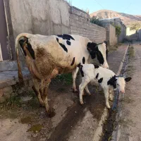 گاوشیری هرکول جوان|حیوانات مزرعه|تبریز, |دیوار