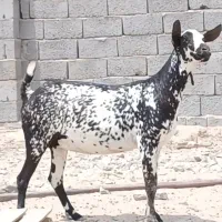 بز دقلوزا نقشی ابستن
