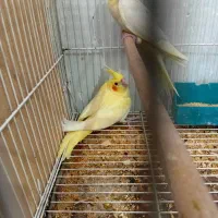 جوجه عروس