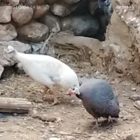 مرغ خروس شاخدار معاوضه