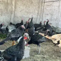 بوقلمون ۳ الی ۴ ماه