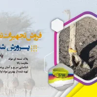 پلاک تسمه ای شترمرغ مولد