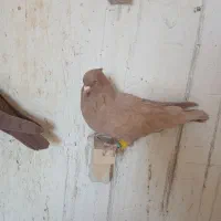 کفتر یا کبوتر