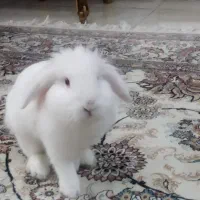 خرگوش مینی لوپ