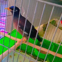 مرغ مینا سرحال و دستی ، همراه با وسایل|پرنده|قم, سراجه (۱۵ خرداد)|دیوار