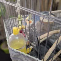 عروس هلندی گلباقالی نر سخنگو|پرنده|رباط‌کریم, شهرک درخشان|دیوار