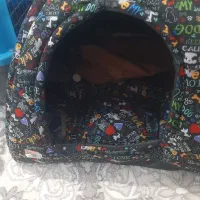 توله پامرانین نر خرسی اصیل ۶ماه|سگ|کرمانشاه, |دیوار