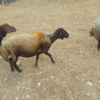شیشک جوان
