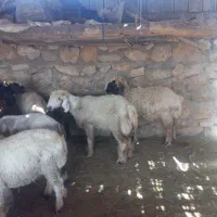 قصابی گوشت بره