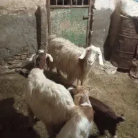 بز بزغاله دار|حیوانات مزرعه|تربت‌حیدریه, بالا ولایت|دیوار