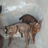 یک عدد بز چینی با دو عدد کهره نر|حیوانات مزرعه|هیرمند, |دیوار