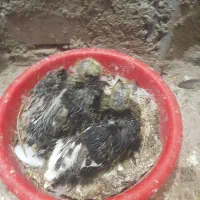 کبوتر جوجه رایگان