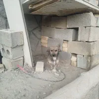 سگ پاپی