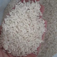 برنج محلی هاشمی گیلان محصول ۱۴۰۴