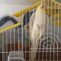 عروس هلندی سخنگو جفت نره ماده