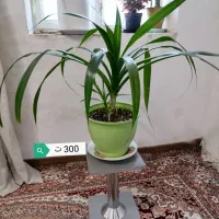 پاندانوس، یوکا، برگ انجیری