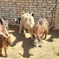 فروش بز کهره دار