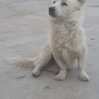 سگ ولش کورگی