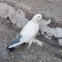 کبوتر ۳ عدد|پرنده|خسروشاه, |دیوار