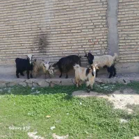 بز غال|حیوانات مزرعه|دزفول, |دیوار