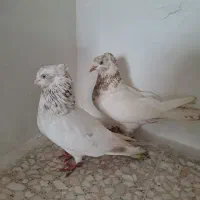 کبوتر ماهرو