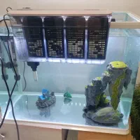 اکواریوم شرکتی