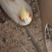 عروس هلندی معاوضه