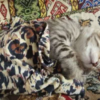 بچه گربه|گربه|پاکدشت, پاکدشت (مامازند)|دیوار