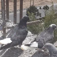 کبوتر پور دم سفید و مرغ عشق|پرنده|شهرکرد, |دیوار