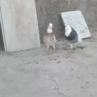 طوقی سرور و سرخ|پرنده|یزد, |دیوار