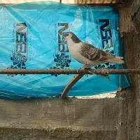 کفترساده|پرنده|پاکدشت, حصار امیر|دیوار