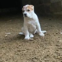 واگذاری سگ الابای