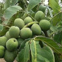 نهال گردو خوشه ای ژنوتیپ برتر