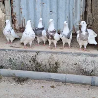 طوقی|پرنده|چوار, |دیوار