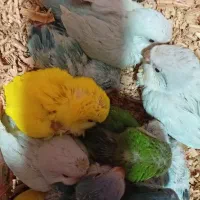 معاوضه کواکر با راهب ماده بالغ