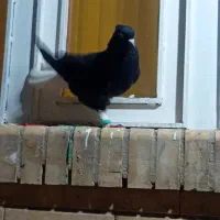ماده اشعل سیاه