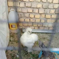 سلطان و ابریشمی|حیوانات مزرعه|فولادشهر, زاینده رود|دیوار