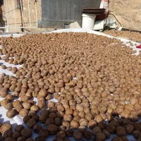 فروش گردو درجه ۱