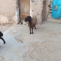 میش بره دار و ابستن|حیوانات مزرعه|ساوه, |دیوار