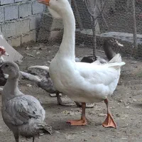 دو عدد قو غاز لیندا نر اصیل|حیوانات مزرعه|آمل, |دیوار