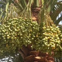 کلیه ی کارهای مربوط به نخل|خدمات باغبانی و درختکاری|اهواز, اهواز|دیوار