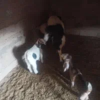 تعدادی بز شیری وزاییده و بره شیر به فروش می رسد|حیوانات مزرعه|سیرجان, |دیوار