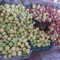سیب ارگانیک  طالقان کیلوئی ۷۰