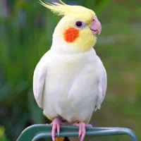 عروس هلندی چیکو|پرنده|شوش, |دیوار