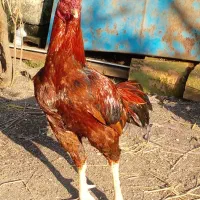 فروش مرغ وخروس لاری
