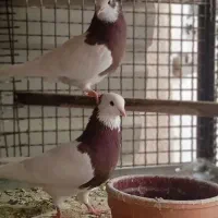 جفت طوقی|پرنده|شیراز, کوزه گری|دیوار