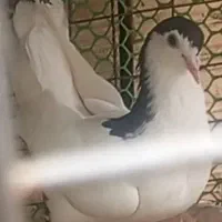 کفتر خال