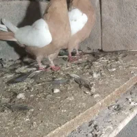 توقی|پرنده|اردبیل, |دیوار