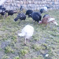 بوقلمون  صحرایی